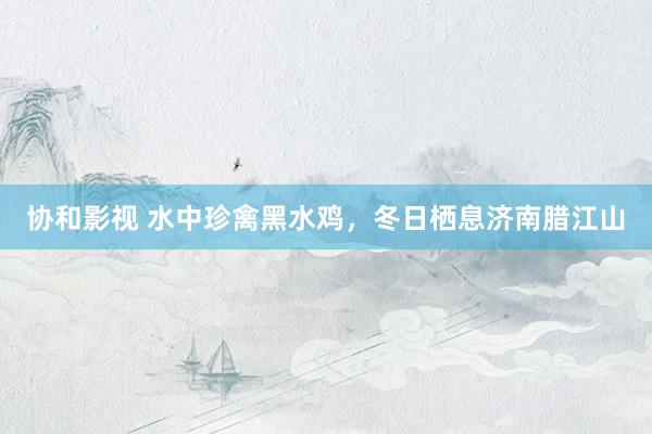 协和影视 水中珍禽黑水鸡，冬日栖息济南腊江山